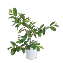 Guava